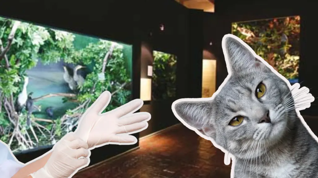 Invita Museo de las Aves a esterilizar a tu gato, ¿cuáles son las fechas y costos?