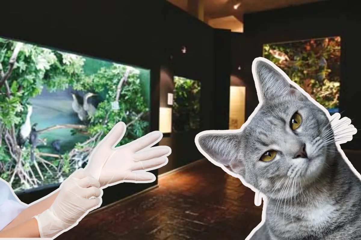 La invitación está abierta a todos los dueños de gatos que deseen contribuir a la salud de sus mascotas y al control responsable de la población felina./Foto: Canva/ Sistema de Información Cultural