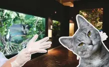 Invita Museo de las Aves a esterilizar a tu gato, ¿cuáles son las fechas y costos?