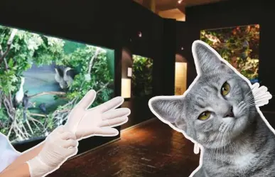 Invita Museo de las Aves a esterilizar a tu gato, ¿cuáles son las fechas y costos?