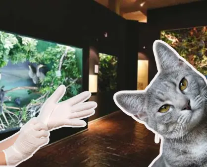 Invita Museo de las Aves a esterilizar a tu gato, ¿cuáles son las fechas y costos?