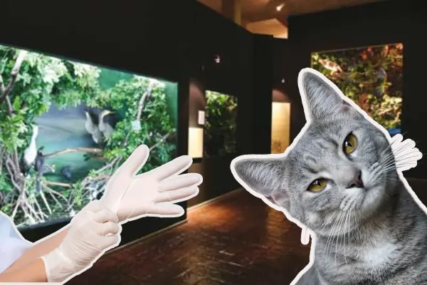 Invita Museo de las Aves a esterilizar a tu gato, ¿cuáles son las fechas y costos?