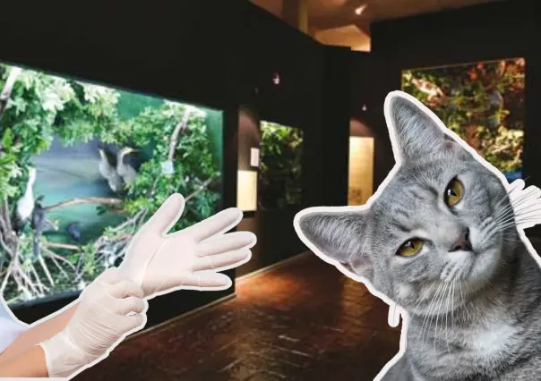 Invita Museo de las Aves a esterilizar a tu gato, ¿cuáles son las fechas y costos?