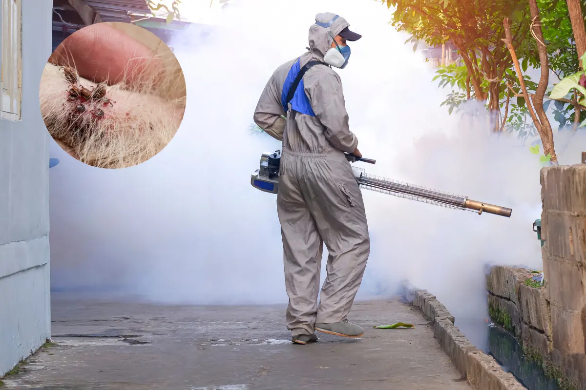 La enfermedad se transmite mediante la picadura de una garrapata infectada y tiene un periodo de incubación de 3 a 14 días./Foto: Canva