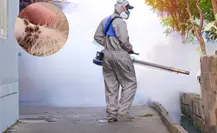 Estas 3 colonias en Saltillo tienen la mayor presencia de garrapatas