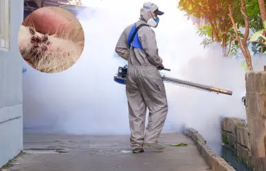 Estas 3 colonias en Saltillo tienen la mayor presencia de garrapatas