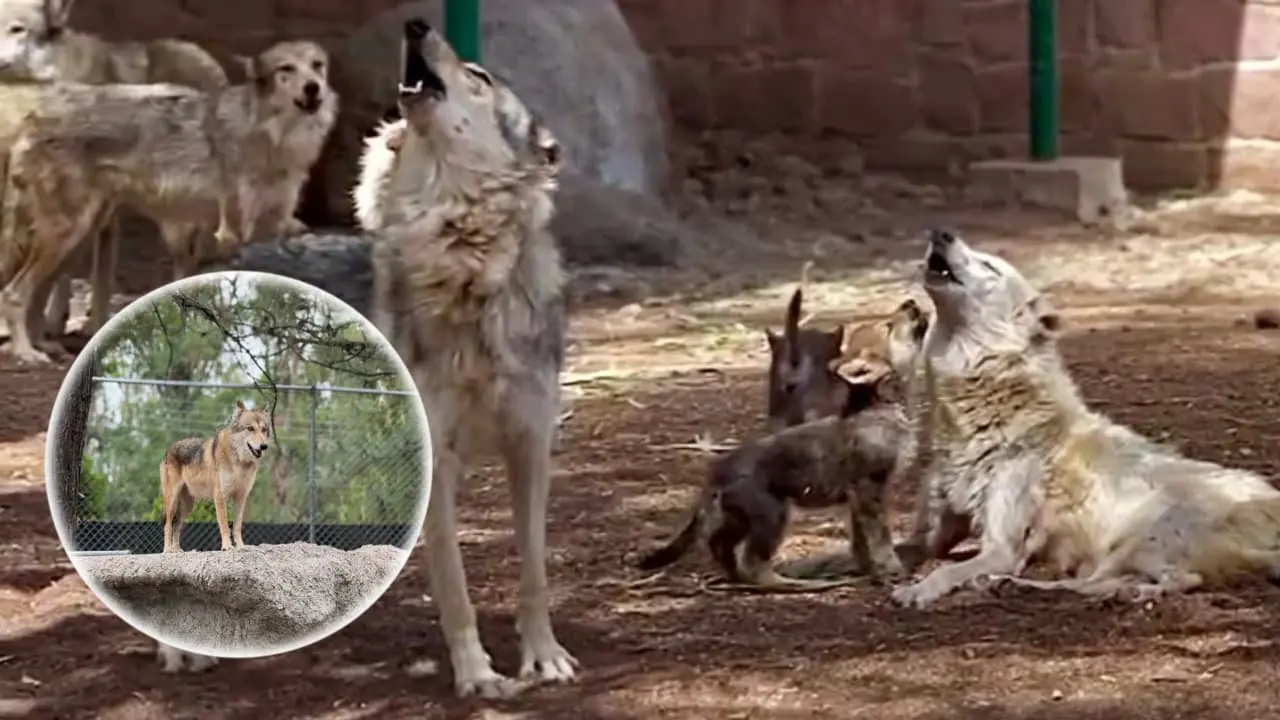 Foto: Facebook/ Zoologico Sahuatoba Durango | Conoce qué fue lo que  causó la extinción del lobo mexicano en la vida silvestre hace 60 años.
