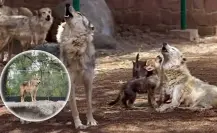 ¿Qué causó la extinción del lobo mexicano en la vida silvestre hace 60 años?