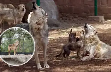 ¿Qué causó la extinción del lobo mexicano en la vida silvestre hace 60 años?