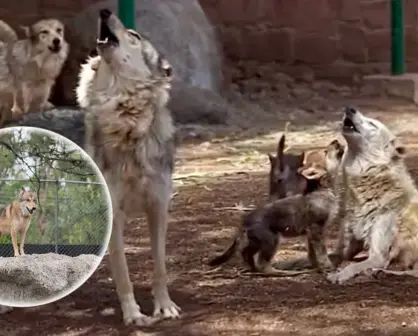 ¿Qué causó la extinción del lobo mexicano en la vida silvestre hace 60 años?