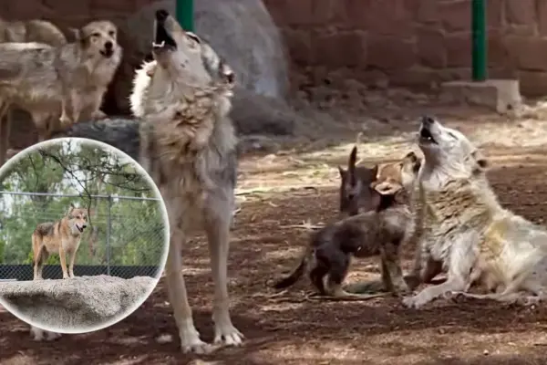 ¿Qué causó la extinción del lobo mexicano en la vida silvestre hace 60 años?