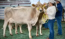 Quesos y leche de Chiapas buscan expandirse en nuevos mercados de México