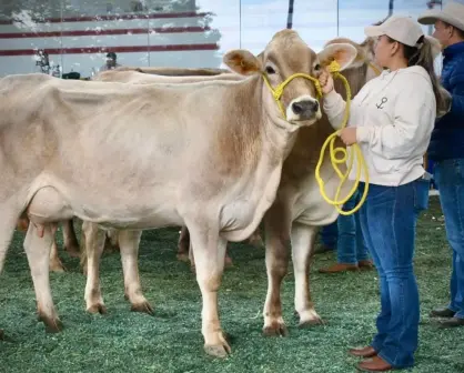 Quesos y leche de Chiapas buscan expandirse en nuevos mercados de México