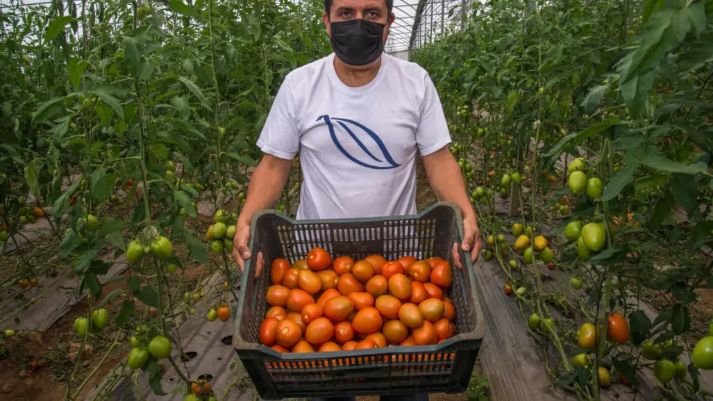 México fija precios mínimos de exportación para el tomate fresco