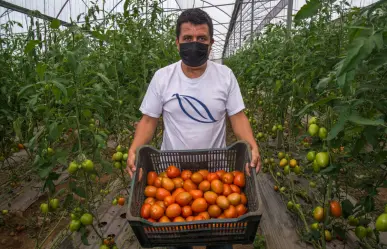 México fija precios mínimos de exportación para el tomate fresco