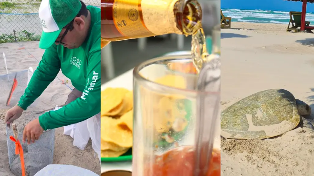 Caguamas con causa: por esta razón puedes salvar tortugas Lora