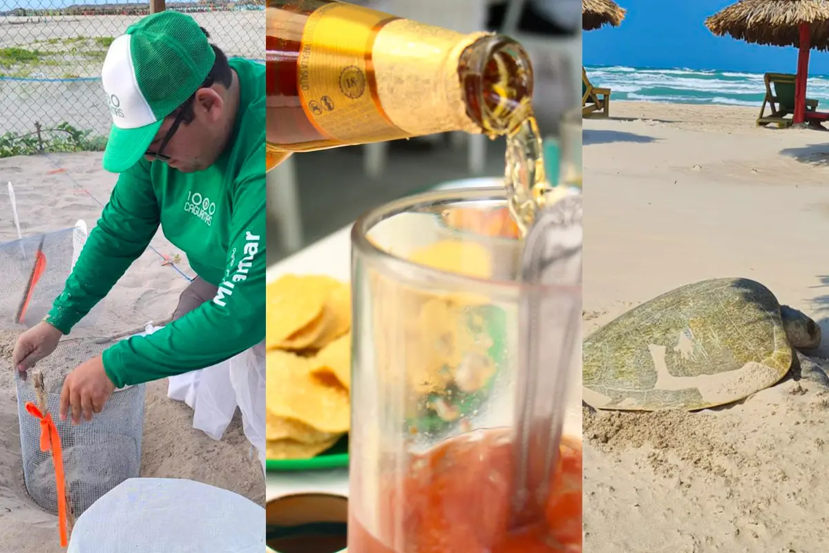 Descubre cómo disfrutar de una caguama en Tamaulipas mientras contribuyes a la protección de las tortugas lora
