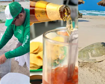 Caguamas con causa: por esta razón puedes salvar tortugas Lora