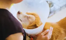 Detienen a menores de edad en García por presuntas acusaciones de maltrato animal
