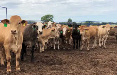 Ganaderos de Tamaulipas evitan pérdidas pese a cierre de frontera con Estados Unidos