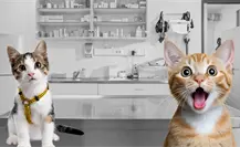 Torreón tendrá esterilización para gatos a bajo costo: Así te puedes inscribir Torreón tendrá esterilización para gatos a bajo costo: Así te puedes inscribir