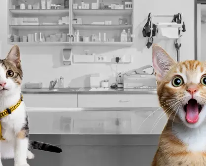 Torreón tendrá esterilización para gatos a bajo costo: Así te puedes inscribir