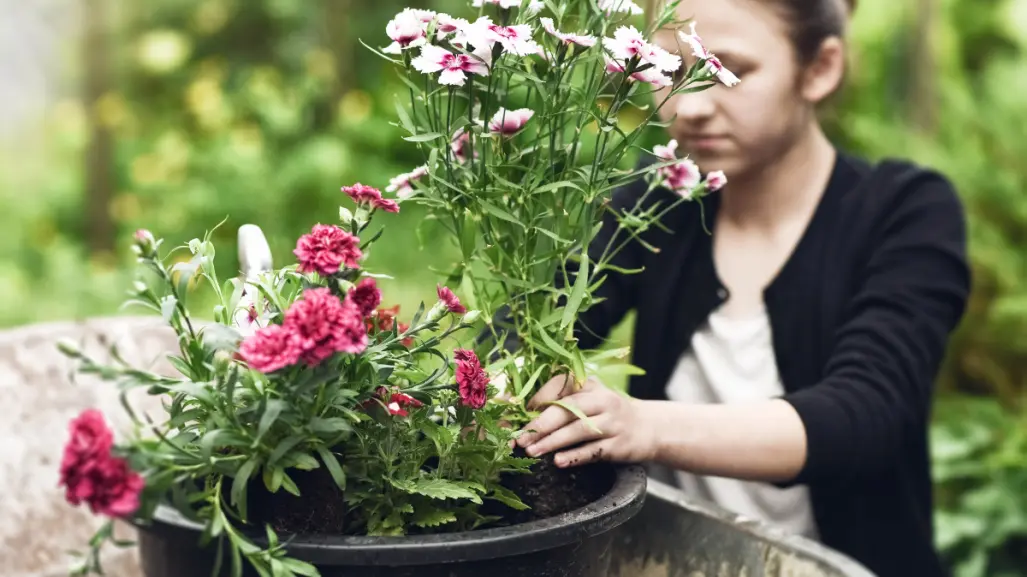 Haz que tus claveles florezcan como nunca con este truco de jardinería