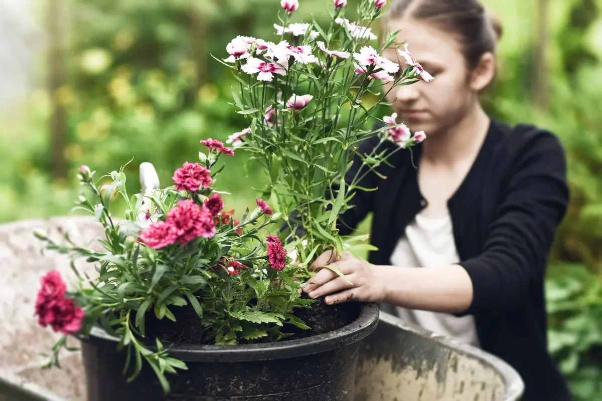 Los claveles son plantas que florece en primavera y verano. Foto: Canva