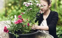 Haz que tus claveles florezcan como nunca con este truco de jardinería