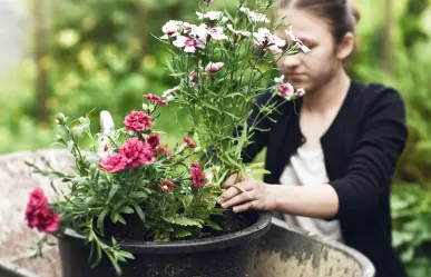 Haz que tus claveles florezcan como nunca con este truco de jardinería