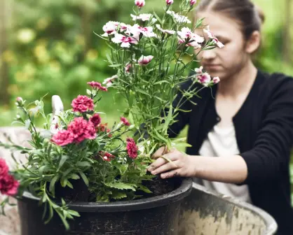 Haz que tus claveles florezcan como nunca con este truco de jardinería