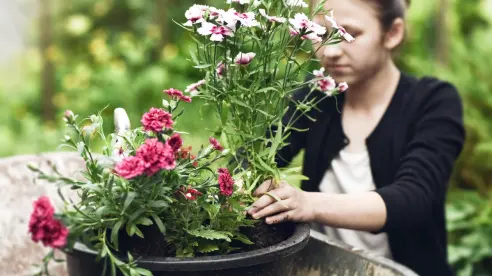 Haz que tus claveles florezcan como nunca con este truco de jardinería
