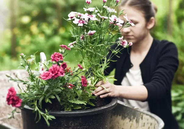 Haz que tus claveles florezcan como nunca con este truco de jardinería