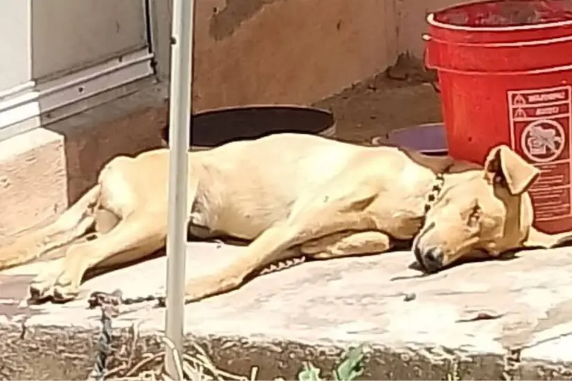 Persisten los casos de mascotas en condiciones de abandono en el sur del estado. Foto: Axel Hassel