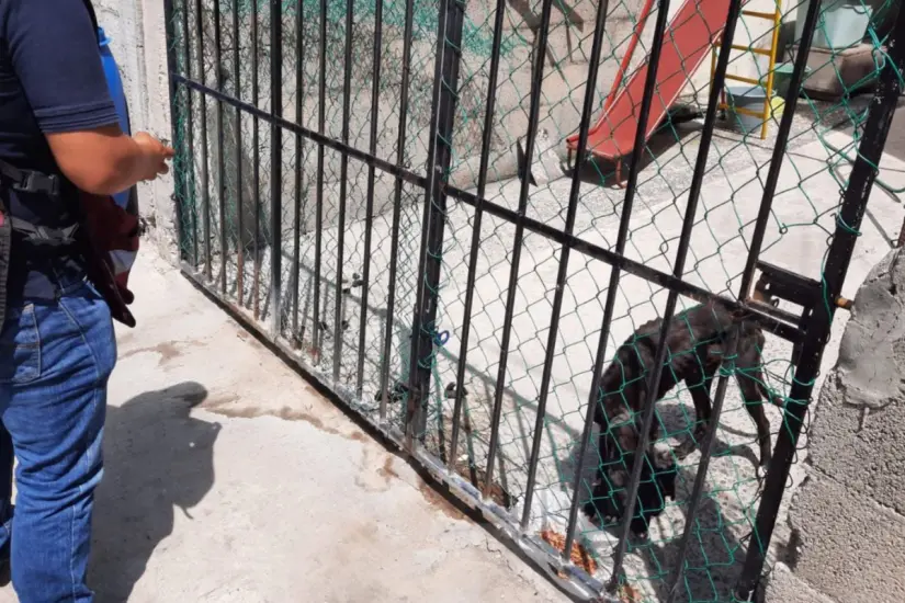 Perro en condiciones de abandono ubicado en Tampico. Foto: Axel Hassel