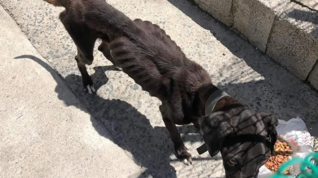 Maltrato animal en Tampico registra alarmante cifra de denuncias