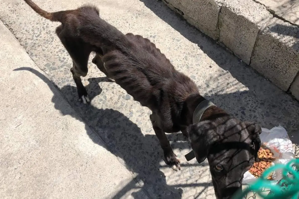 Perro en condiciones de abandono atendido por la Dirección de Ecología de Tampico. Foto: Axel Hassel