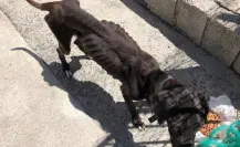 Maltrato animal en Tampico registra alarmante cifra de denuncias