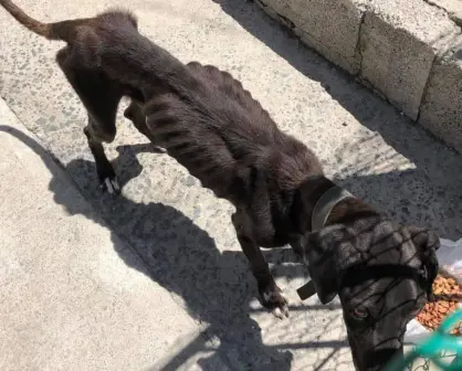 Maltrato animal en Tampico registra alarmante cifra de denuncias