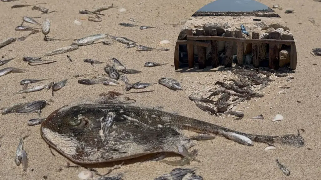 Aparecen más peces sin vida en las costas de Yucatán: sería efecto de la marea roja