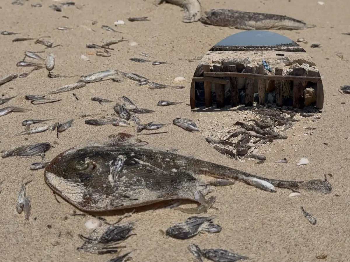 La mañana de este lunes una gran cantidad de peces aparecieron sin vida o moribundos en las costas  de Chuburná Puerto y Progreso a causa de la alta toxicidad que se ha registrado recientemente por la posible presencia de marea roja.-  Fuente Michelle Espadas