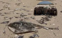 Aparecen más peces sin vida en las costas de Yucatán: sería efecto de la marea roja