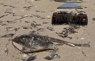 Aparecen más peces sin vida en las costas de Yucatán: sería efecto de la marea roja