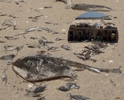 Aparecen más peces sin vida en las costas de Yucatán: sería efecto de la marea roja