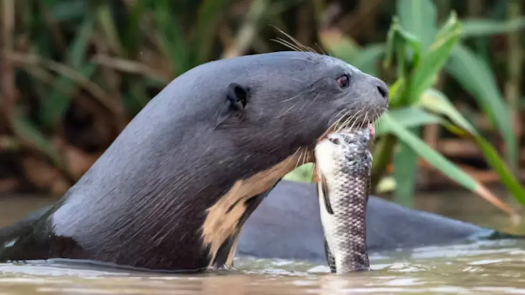 Por esta razón, las nutrias podrían salvar la fauna de agua dulce en Tamaulipas