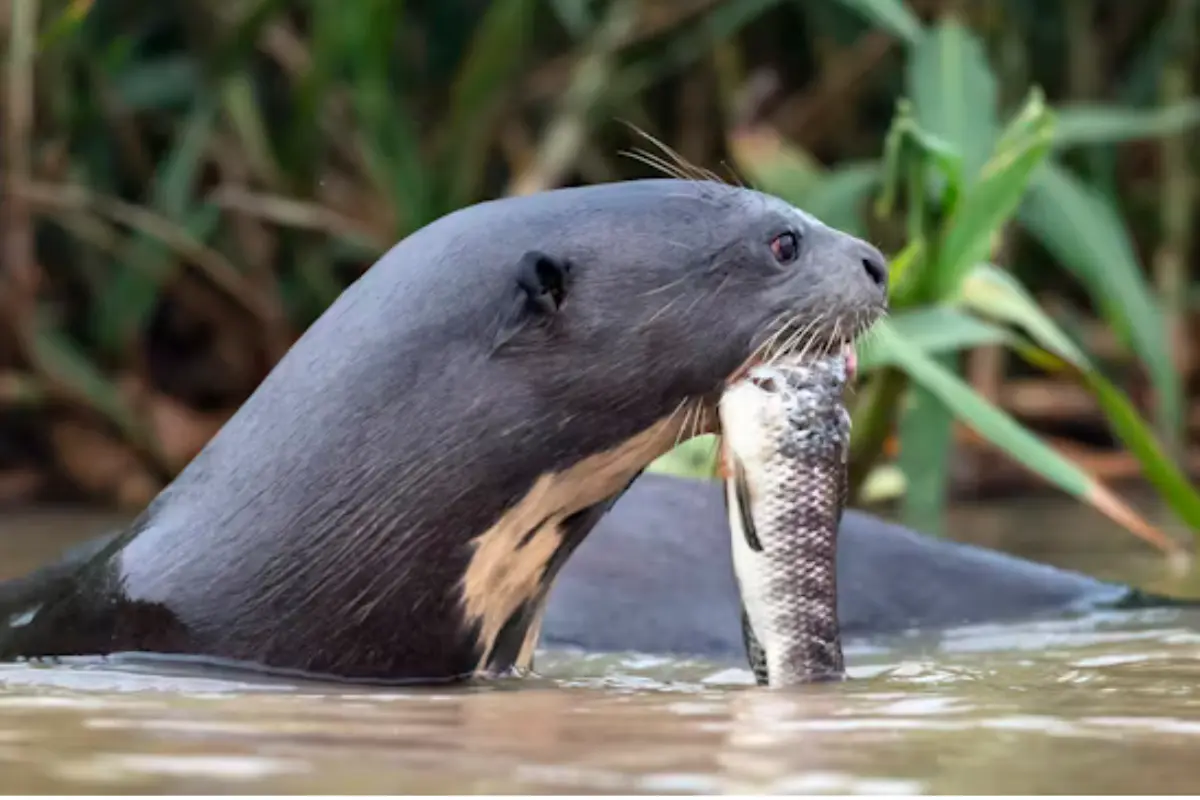 Descubre cómo las nutrias se convierten en aliadas para salvar la fauna de agua dulce en Tamaulipas de la amenaza del pez diablo