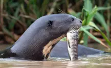 Por esta razón, las nutrias podrían salvar la fauna de agua dulce en Tamaulipas