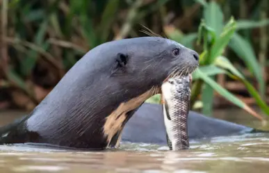 Por esta razón, las nutrias podrían salvar la fauna de agua dulce en Tamaulipas