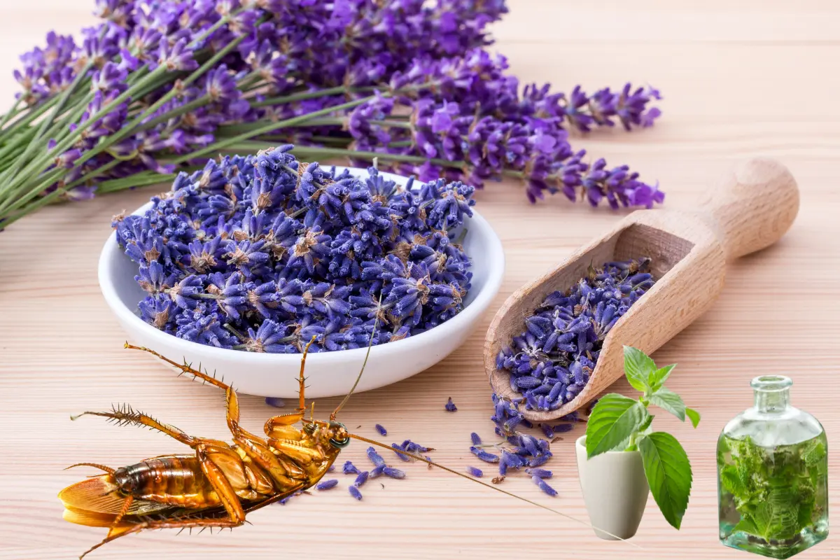 Estas 3 plantas que ahuyentan cucarachas y puedes cultivar en agosto en tu hogar, además son aromáticas y embellecen tu casa. Foto: Canva