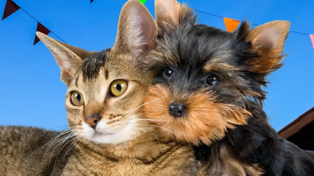 Asiste a la Feria de Bienestar Animal en Santa Catarina y adopta con responsabilidad